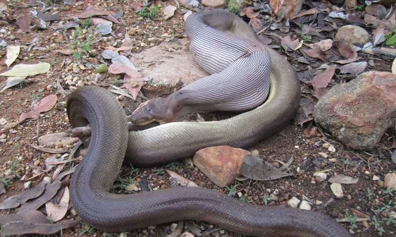 Illustration for article titled Incredible Images Show A Python Devouring An Entire Wallaby